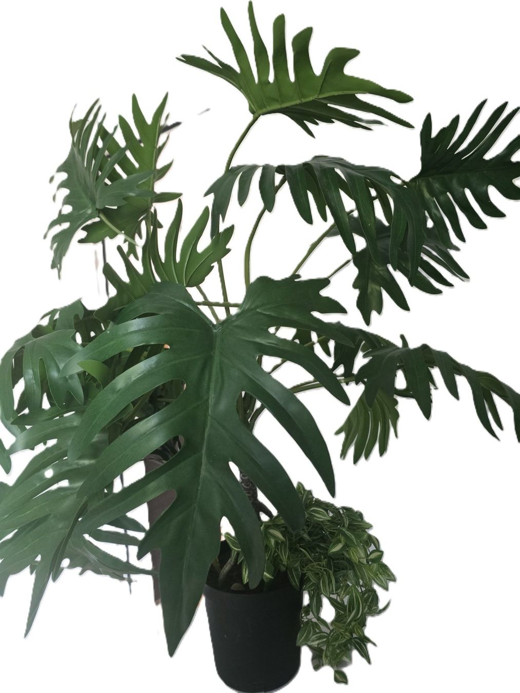 Piante & sementi: Philodendron Kunstpflanze 100cm gross – Usato da Bergdietikon venduto da ewa1005 2