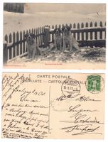 Bernhardinerhunde (chiens du Grand St.Bernard)