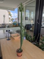 Grosse Euphorbia Trigona / Kaktus (Dreikantige Wolfsmilch)