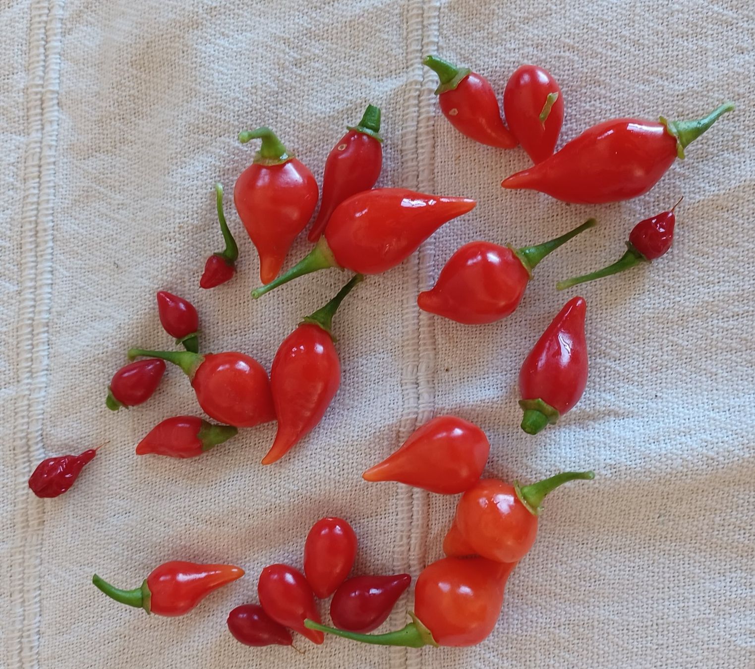 Piante & sementi: Chili sweet drop 10Samen – Usato da Schwaderloch venduto da bademeister79