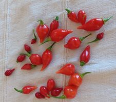 Chili sweet drop 10Samen