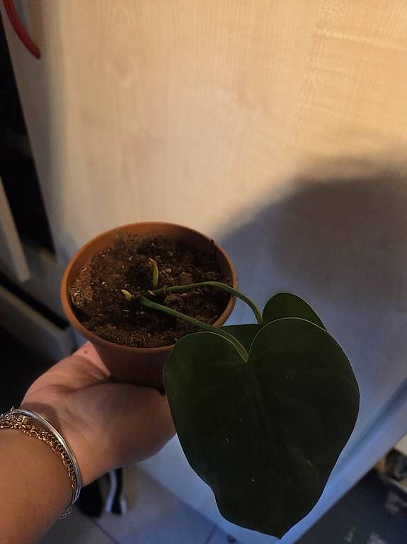 Piante & sementi: Philodendron scandens  – Usato da Roggwil BE venduto da pau_wyh8 1