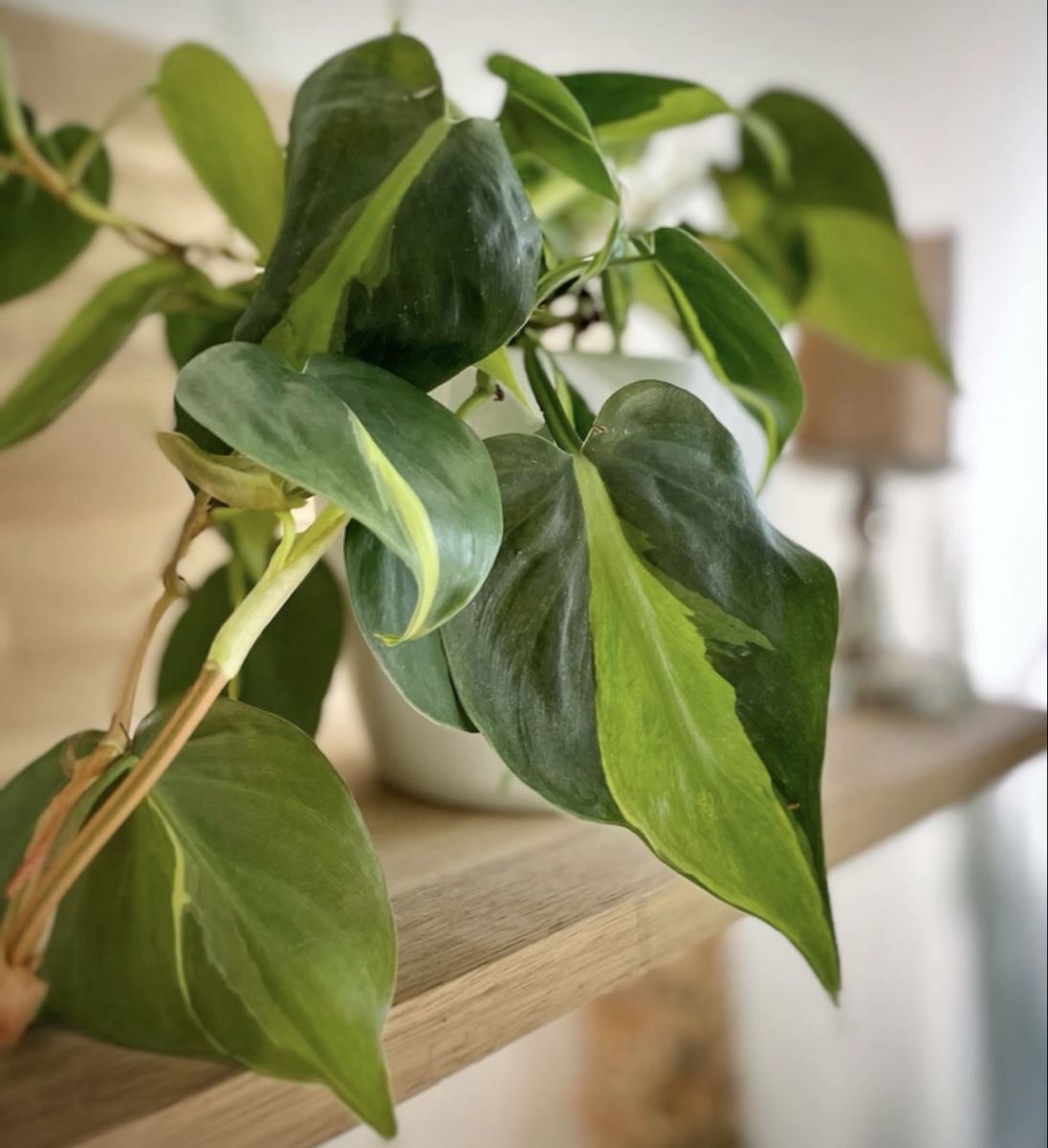 Piante & sementi: Philodendron (scandens) Brasil, M – Nuovo (secondo la descrizione) da Watt venduto da anics.plants