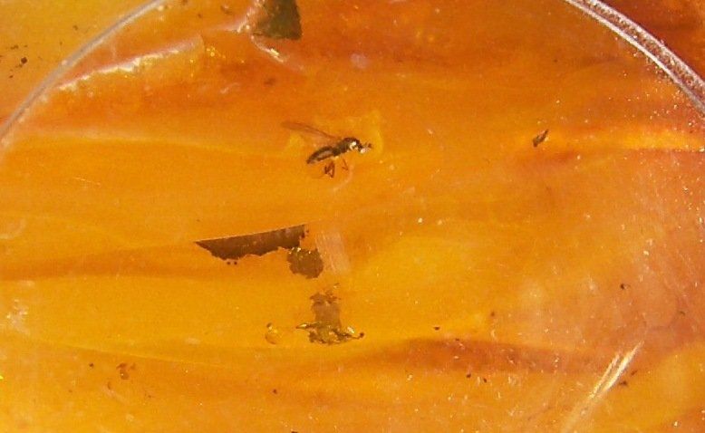 Catenine: Bernstein Kette mit Insekt – Usato da Dübendorf venduto da alracfo 4