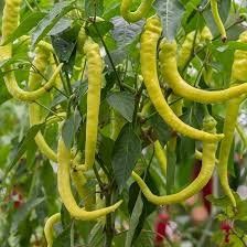 Pflanzen & Samen: Spiralus - Capsicum annuum - 30 Samen – Neu und originalverpackt aus Sumiswald von Cham14559