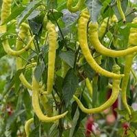 Spiralus - Capsicum annuum - 30 Samen