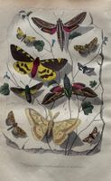handkolorierter Stahlstich 1843 - Schmetterlinge