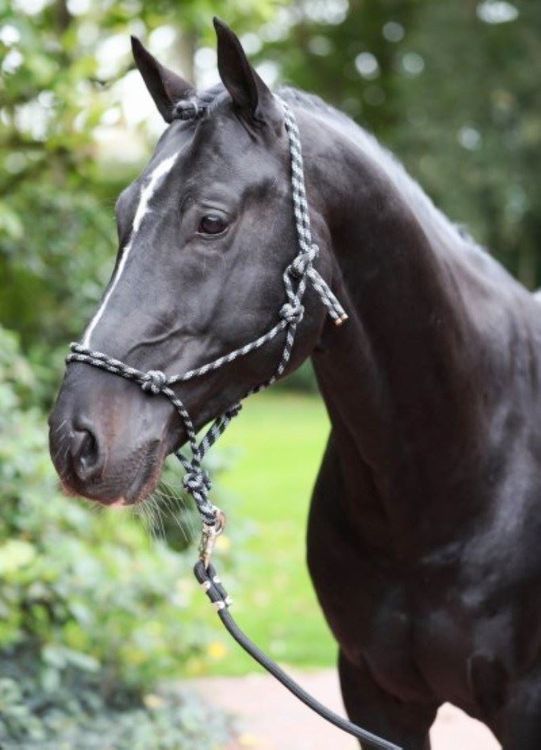 ZAVVIT BioThane Pferdehalfter - Leicht & Pflegeleicht Für Stall Und Weide