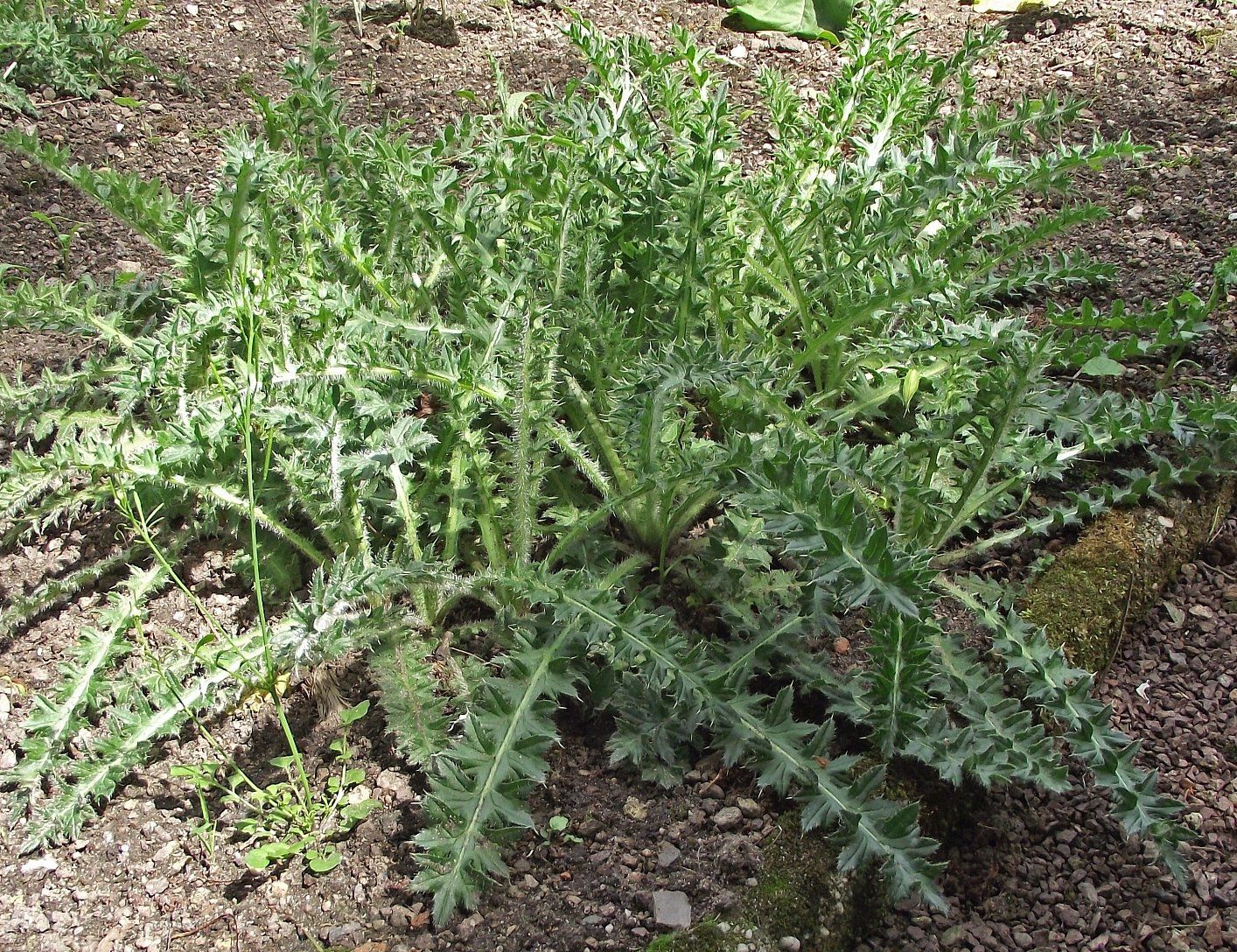 Pflanzen & Samen: Grosse Woll-Distel - Cirsium eriophorum - 25 Samen – Neu und originalverpackt aus Sumiswald von Cham14558 4
