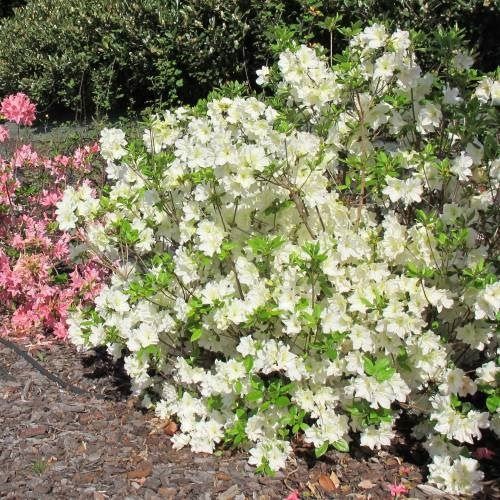 Piante & sementi: Azalée japonaise  'Olga Niblett' – Usato da Bremblens venduto da FIBONACCI369 3