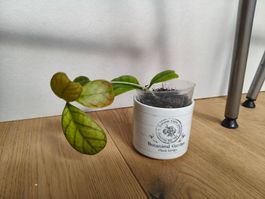 Hoya Daykeae