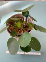 Dollar-Pflanze/ Geldbaum/ Pilea mit Nachwuchs