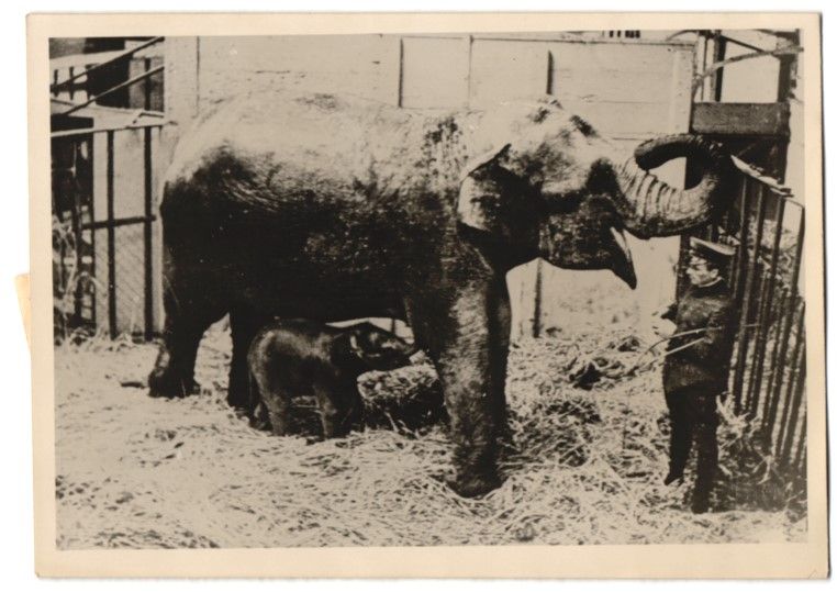 Fotografie &  Plakate: Fotografie Atlantic, Elefant hat ein Jun – Gebraucht aus Berlin von bartko-reher
