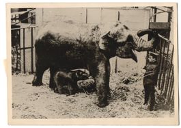 Fotografie Atlantic, Elefant hat ein Jun