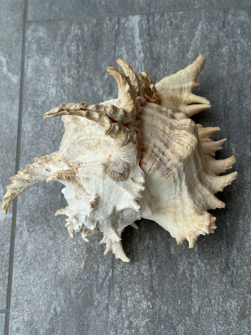 Fossili: Muschel gross – Usato da Obstalden venduto da Porco13 2