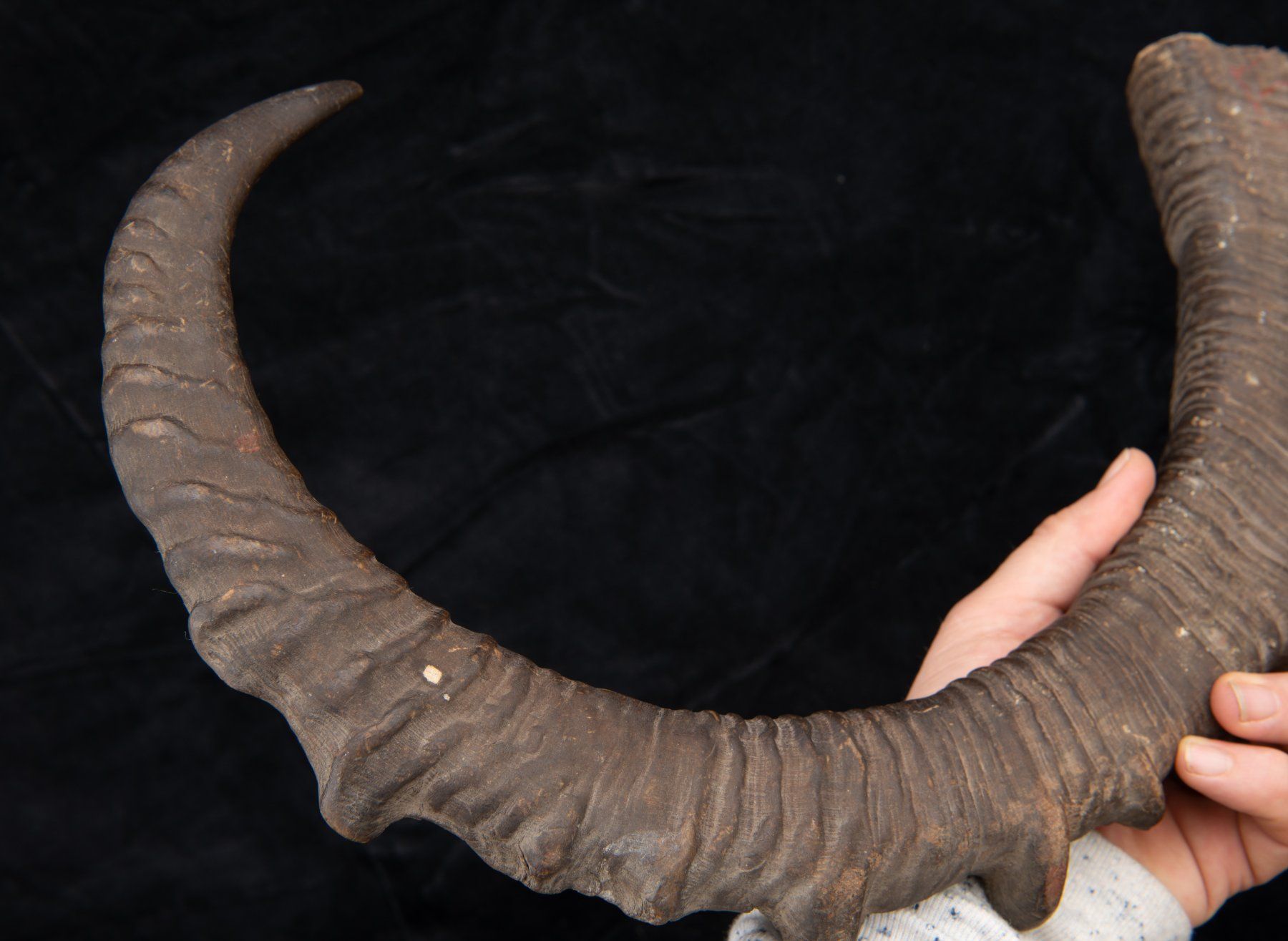 Welt der Tiere: Steinbock / Ibex Horn, alt und schön – Gebraucht aus Bern von  5