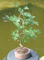 BONSAI  -  Feldahorn