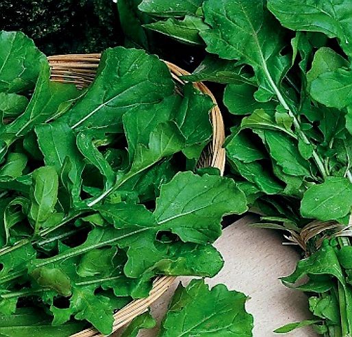 50 Samen Kultivierte Rucola Roquette Cultivée Rucola | Kaufen auf Ricardo