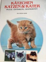 Kätzchen Katzen und Kater