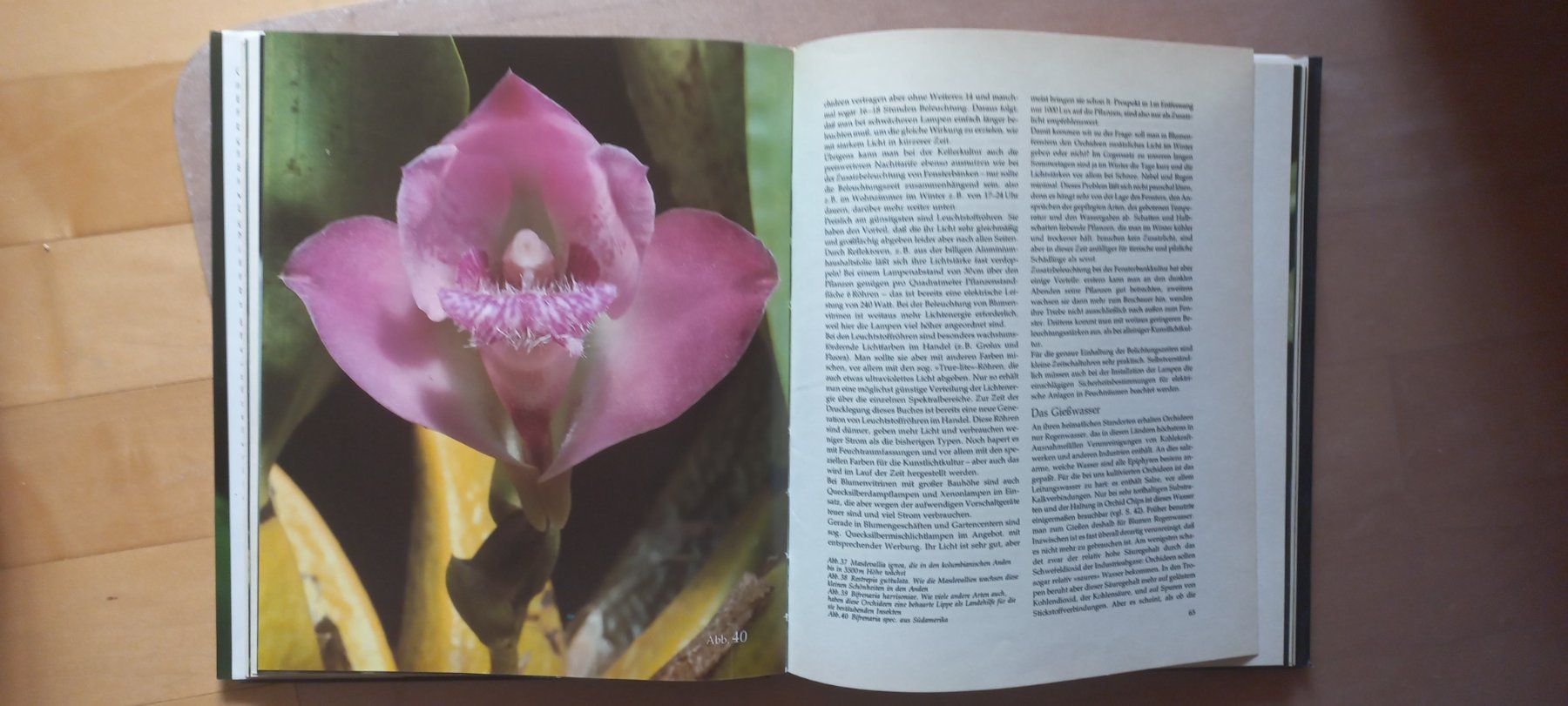 Libri: Freunde an Orchideen (Graebner) 1982 – Usato da Montricher venduto da Babou72 2