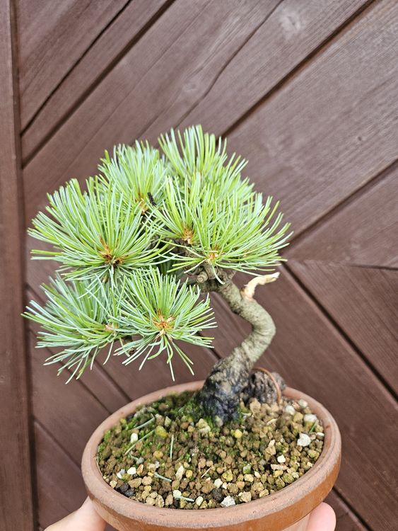 Bonsai Japanischer Kiefer Pentaphylla (Mädchenkiefer) Kaufen auf Ricardo