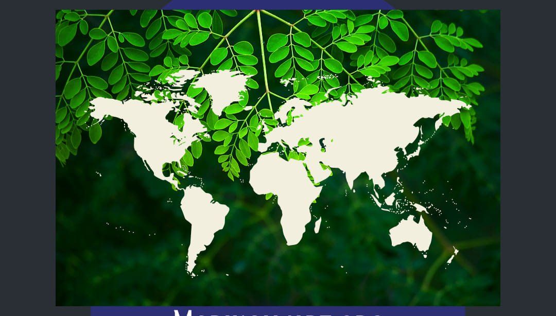 Plantes & graines: Moringa oleifera Baum - Exklusive in der Schweiz – Neuf avec emballage d'origine à Luzern par ivo_schild 2