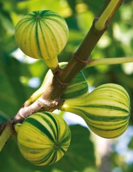 XXL (150 cm) Echte Feigenbaum " FICUS PANACHÉ" GESTREIFT Kaufen auf