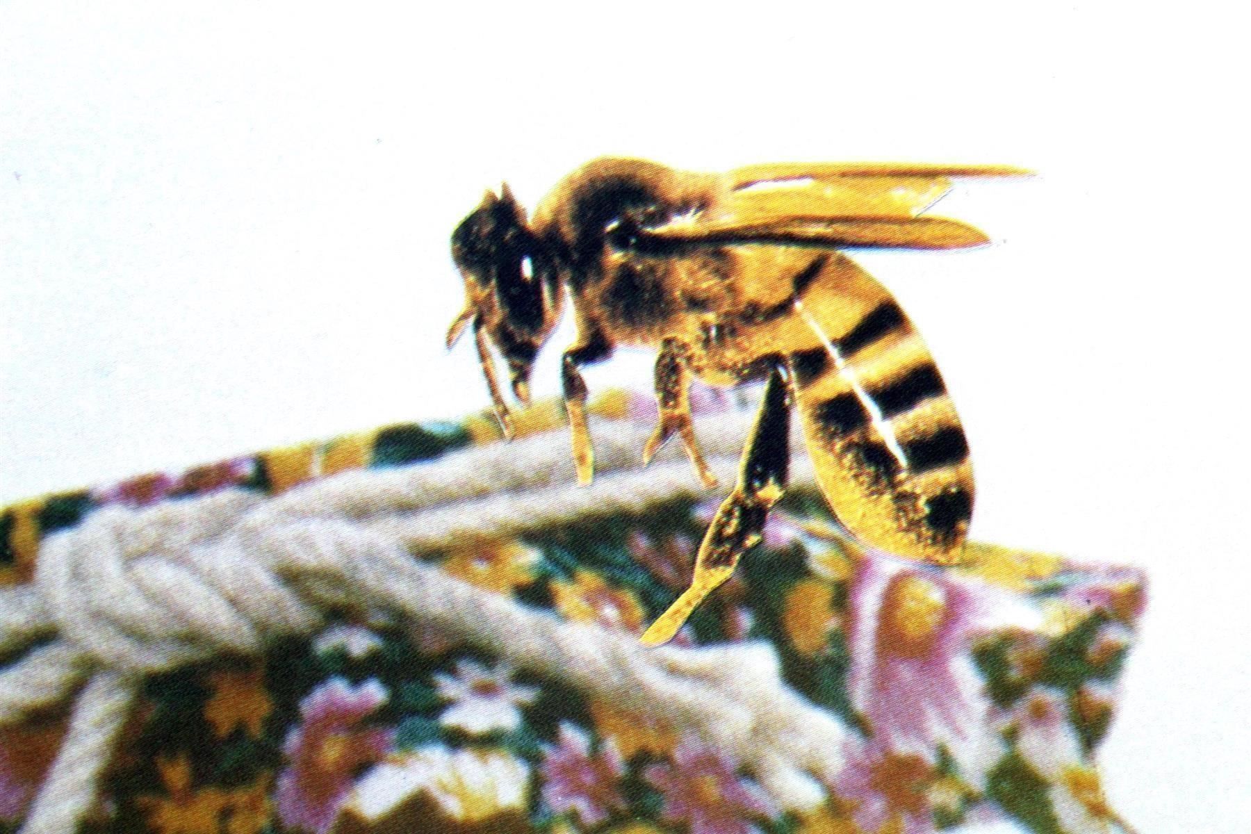 CD: ANT-BEE: Pure Electric Honey – Usato da Bern venduto da vinyl-heaven 8
