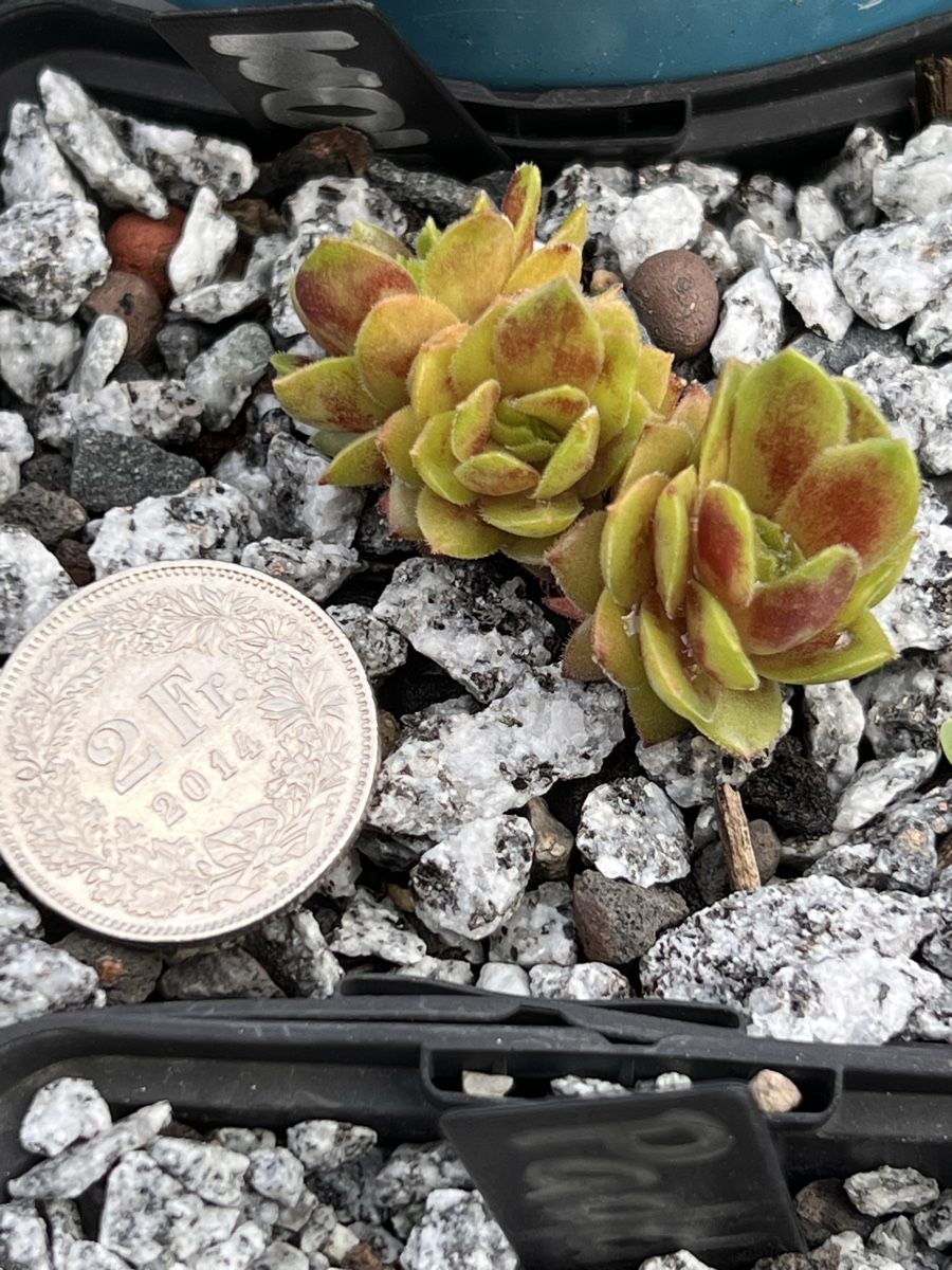 Piante & sementi: Sempervivum Wow – Nuovo (secondo la descrizione) da Seewen SO venduto da Flauschi5 1