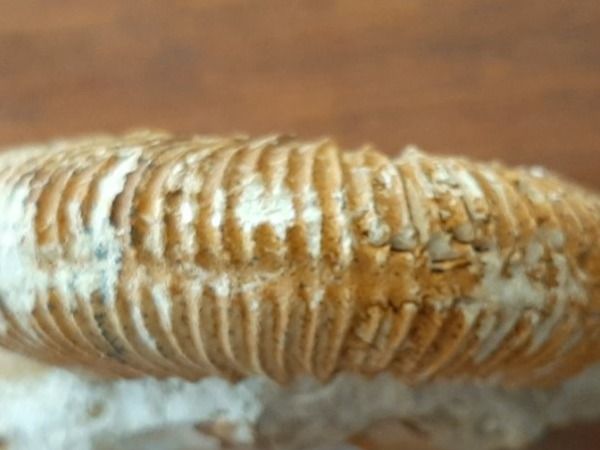Fossili: "kranker" Ammonit Frankreich – Usato da Rickenbach BL venduto da Oktober68 3