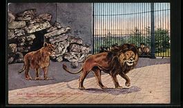 Basel, Die Löwen im Zoologischen Garten