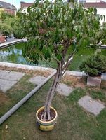 Zimmerpflanze Ficus im Topf mit Wurzelgeflecht
50