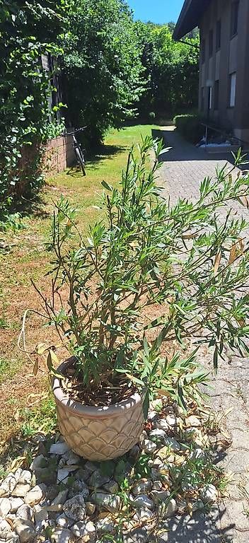 Piante & sementi: Oleander – Usato da Madiswil venduto da Oleander2 1