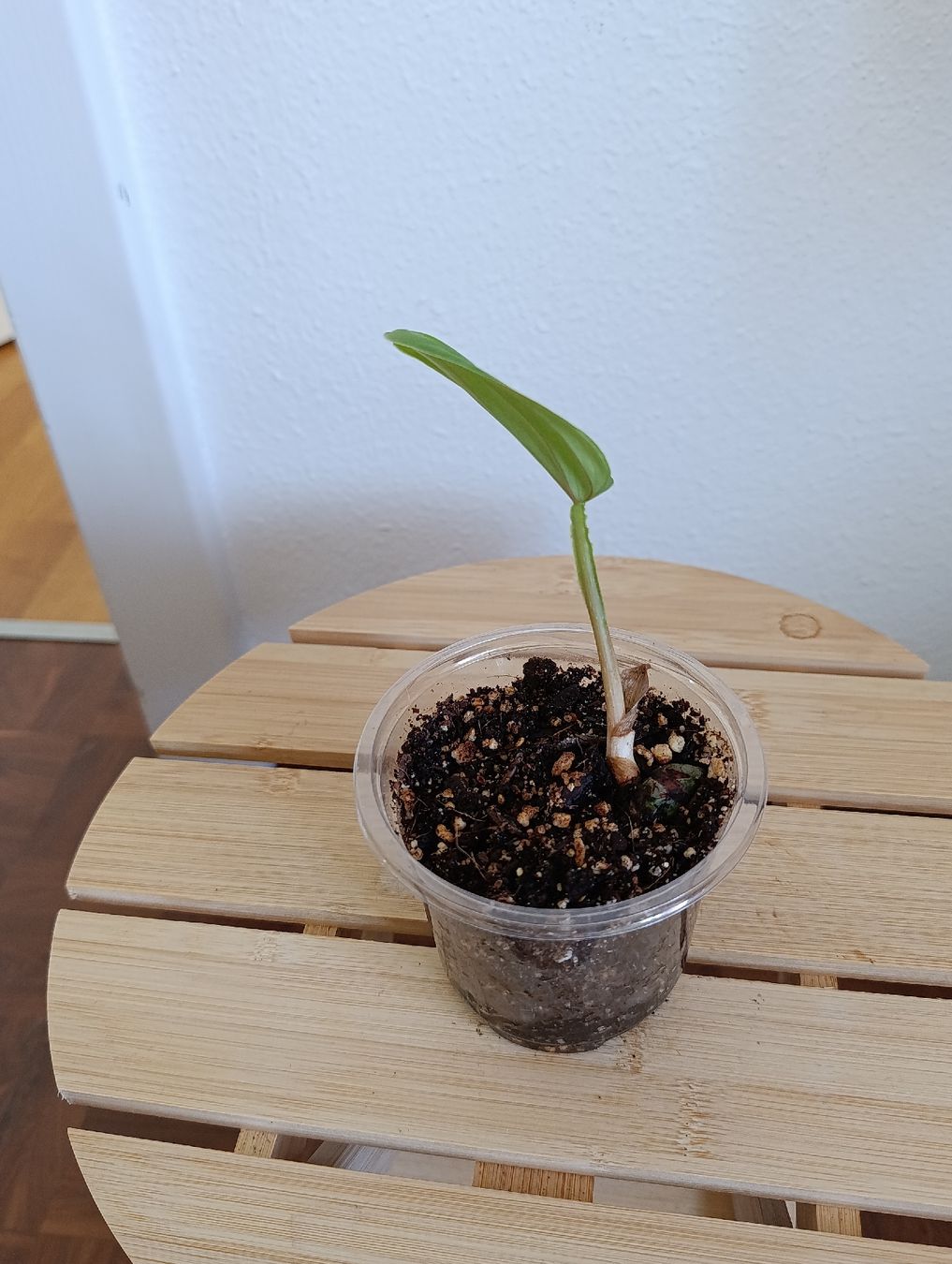 Piante & sementi: Philodendron Plowmanii Babypflanze  – Nuovo (secondo la descrizione) da Baar venduto da L.isa28 2