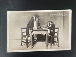 AK BS Basel, Zoologischer Garten, Schimpansen am Tisch