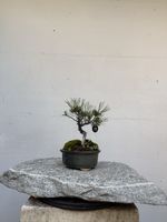 Shohin Kiefern-Bonsai mit Moospolster AB 1. ! 