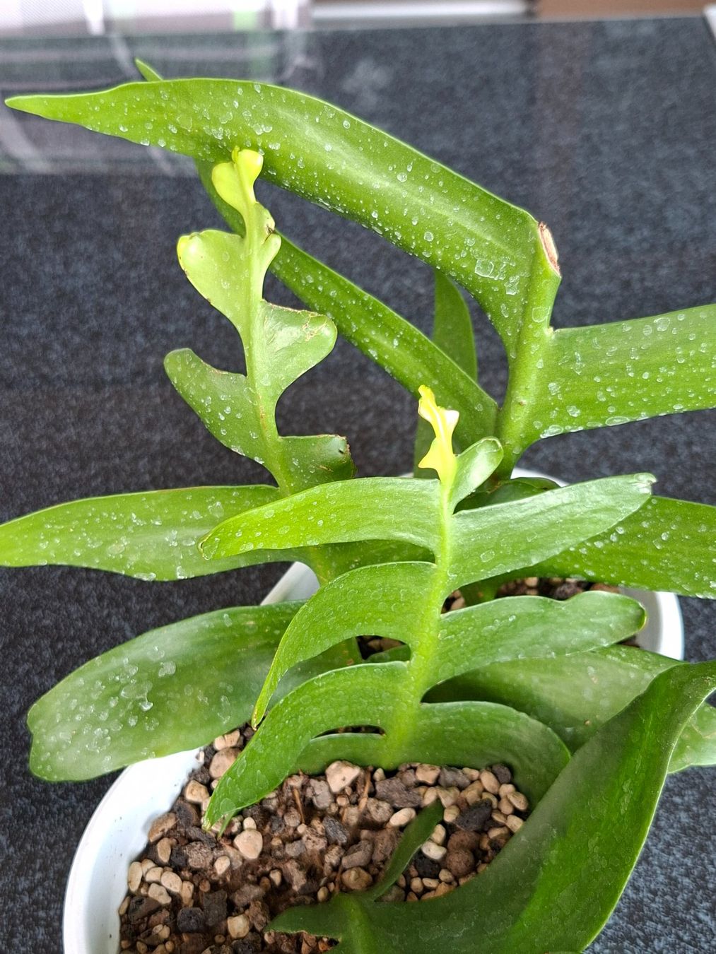 Plantes & graines: Epiphyllum Chrysocardium – D'occasion à Waltenschwil par PlantAddict 1
