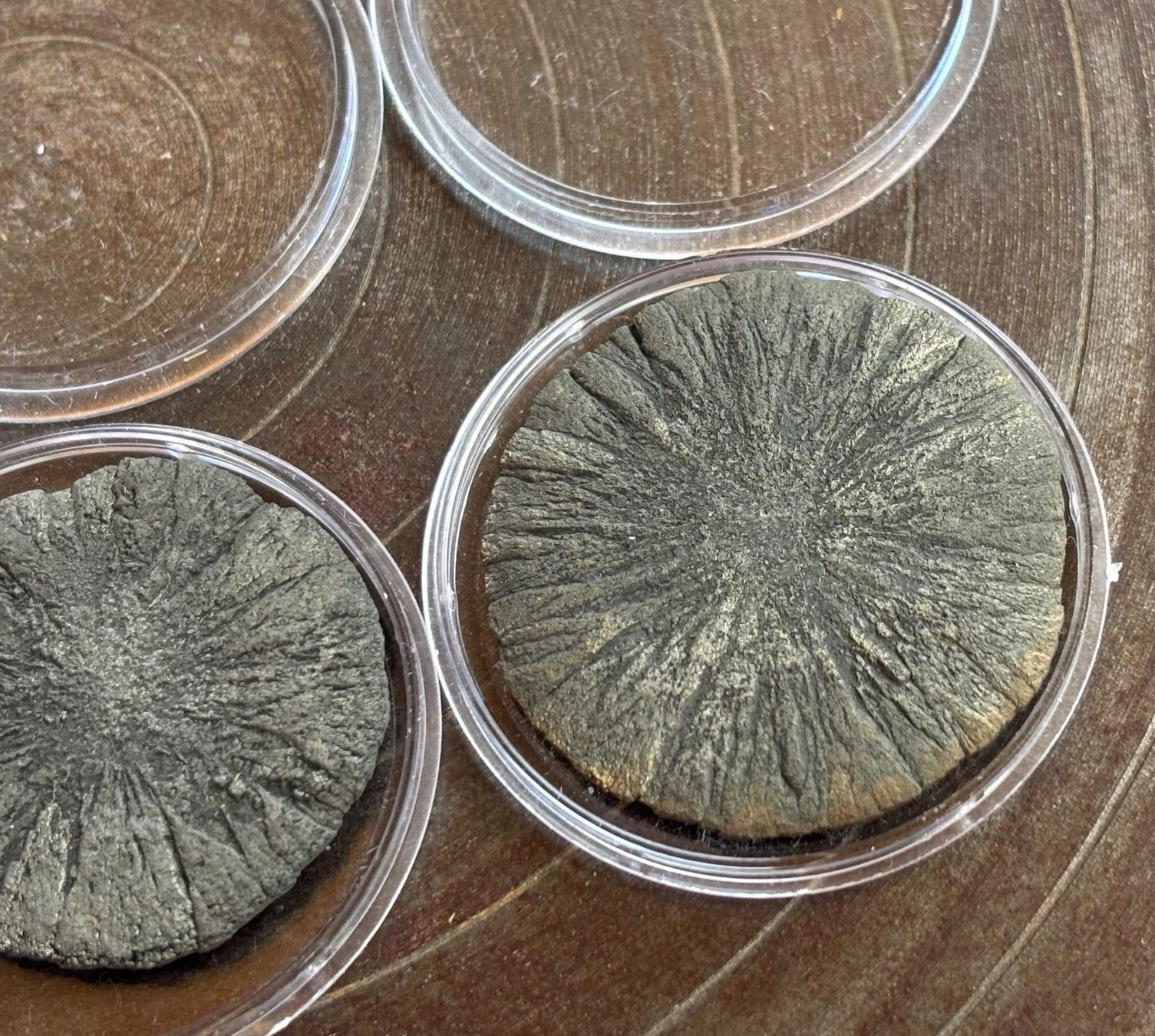 Fossilien: Fossilien Pyritsonnen 4 Stück – Gebraucht aus Lüchingen von Eeizo 5
