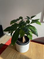 Pachira aquatica Zimmerpflanze im Topf
