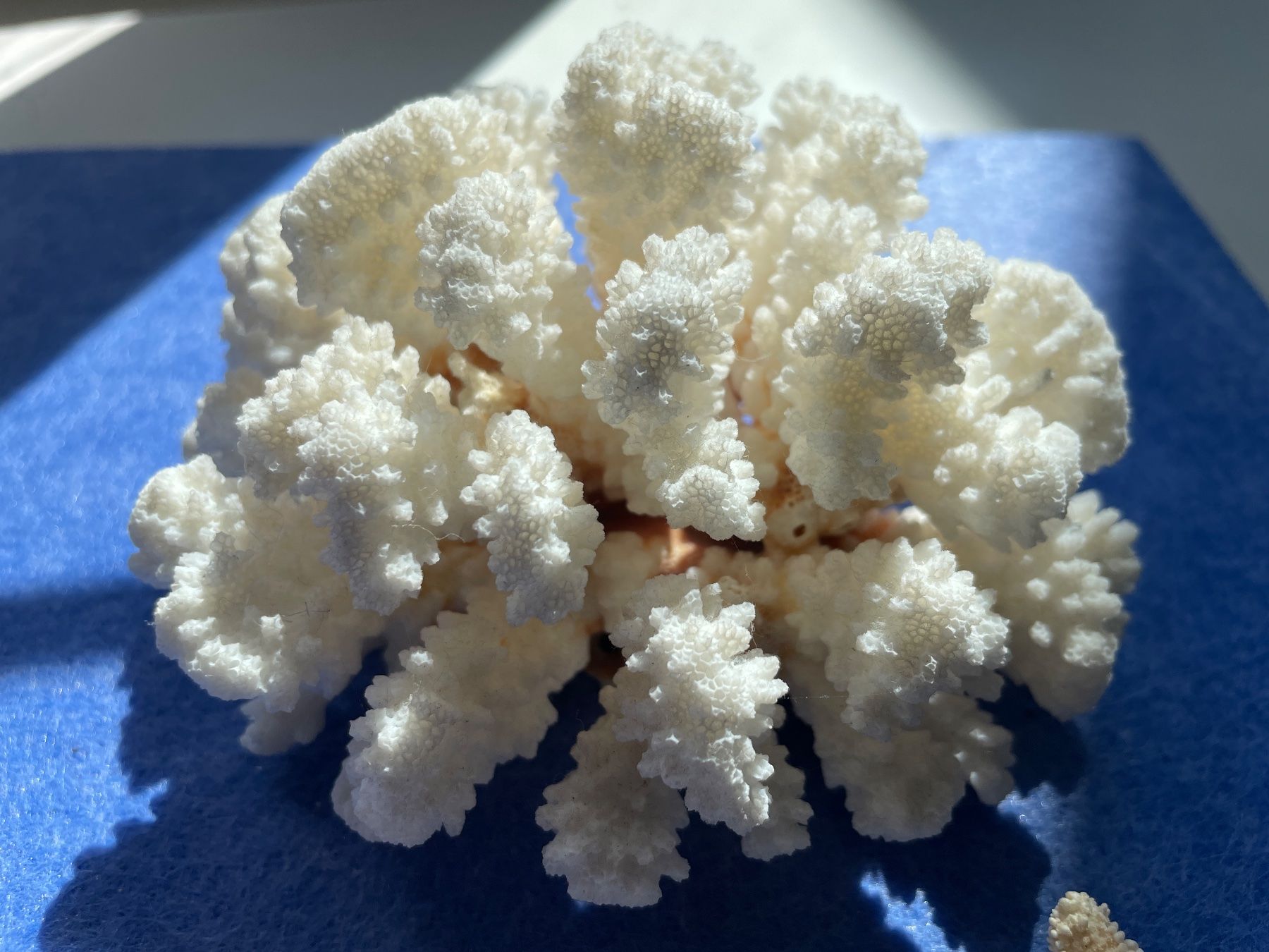 Fossili: Seepferdchen, Seestern & Koralle weiss – Usato da Winkel venduto da cma_df88 1