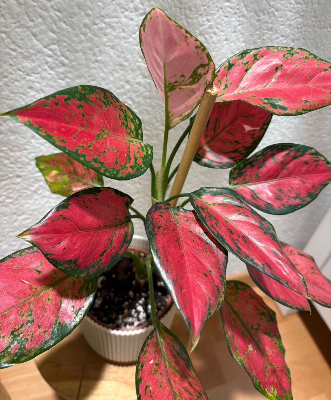 Piante & sementi: Aglaonema 'Cherry Baby' – Usato da Bonstetten venduto da sam_jt9j