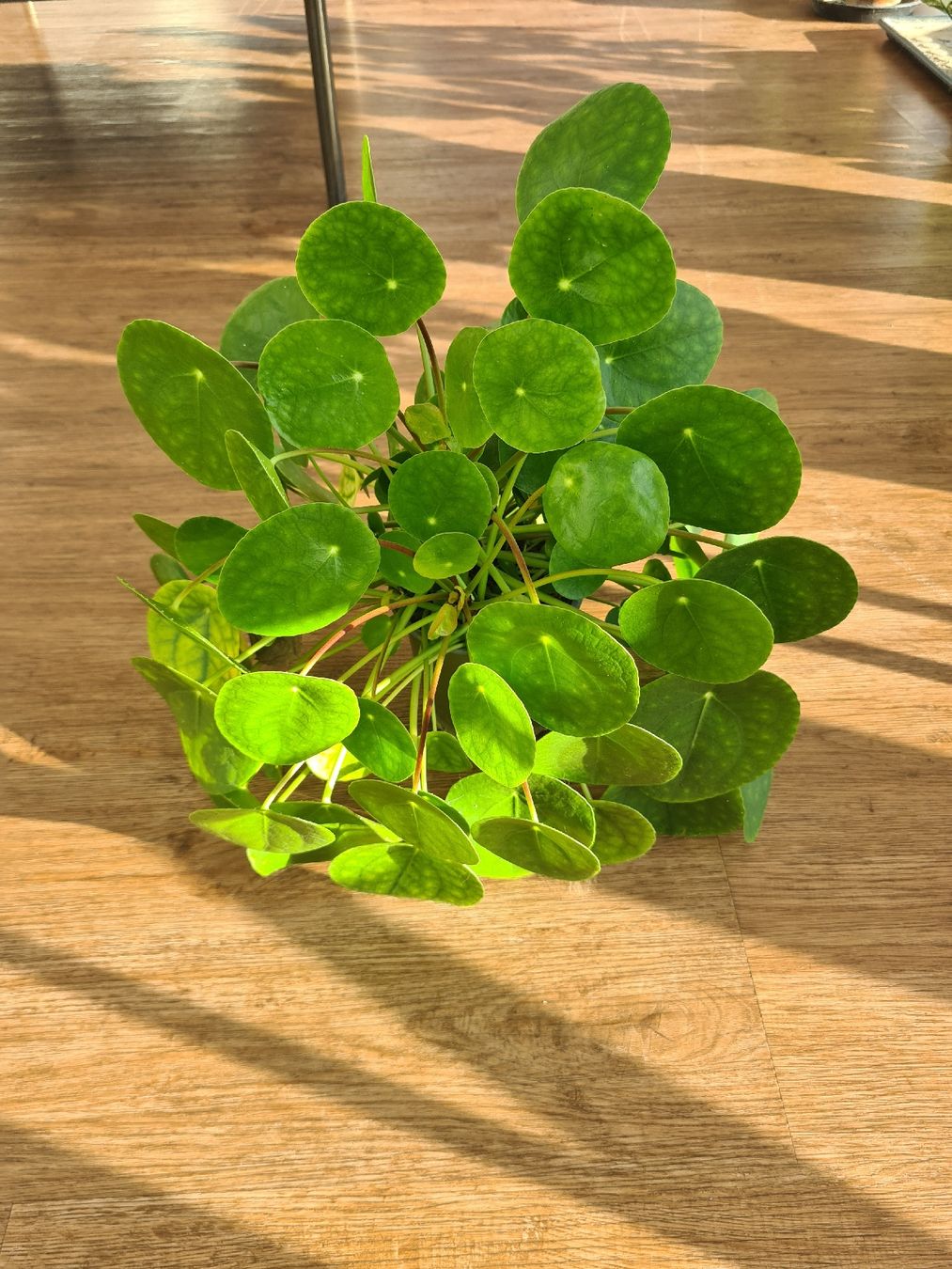 Pflanzen & Samen: Ufo plant  – Gebraucht aus Endingen von ale_jjv2