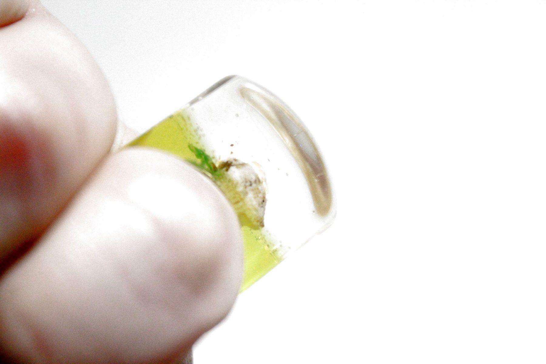 Anelli: Vintage Space-Age - Ring mit Muschel, Seestern, Seeigel, usw – Nuovo (secondo la descrizione) da Bern venduto da Vitaneuf 5