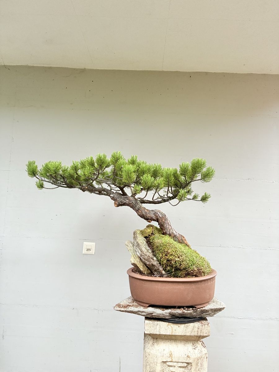 Piante & sementi: Pinus auf Stein in exklusiver Schale – Nuovo (secondo la descrizione) da Gossau SG venduto da SolitariusBotanica 1
