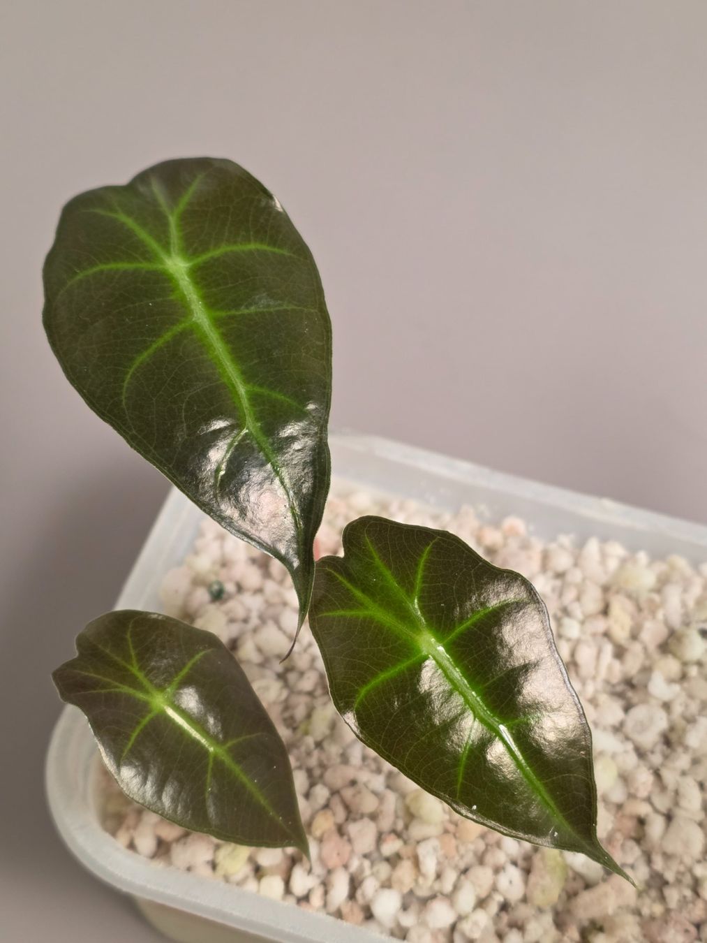 Piante & sementi: Alocasia polly Baby – Nuovo (secondo la descrizione) da Gerolfingen venduto da Azora