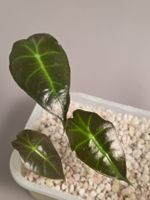 Alocasia polly Baby