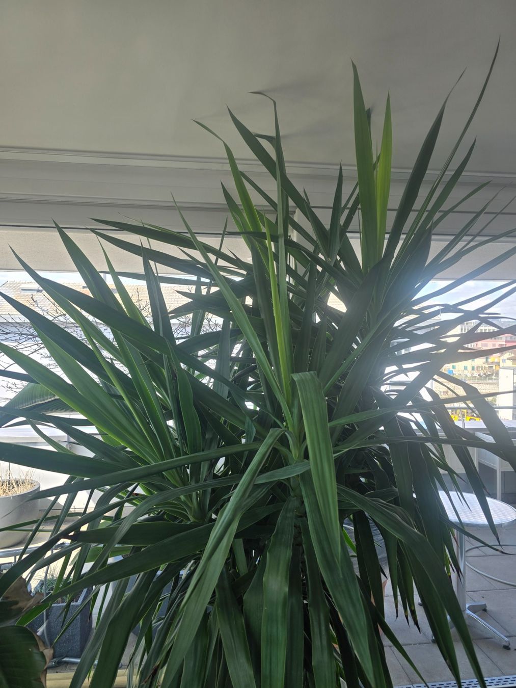 Pflanzen & Samen: Grosse Yucca Palme🎋 – Gebraucht aus Affoltern am Albis von Benjamin_zh 1