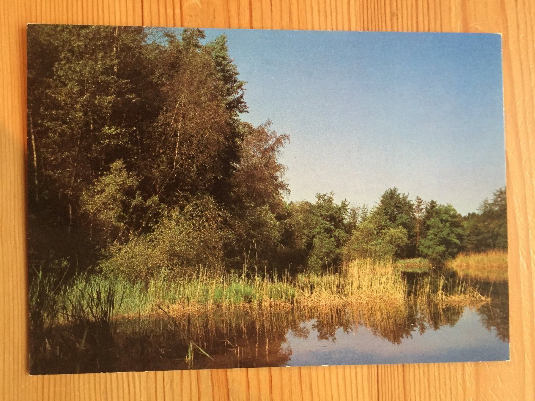 Cartoline postali: Pfyn - Waldweiher - Naturreservat - AK – Nuovo (secondo la descrizione) da Oberuzwil venduto da Henri09