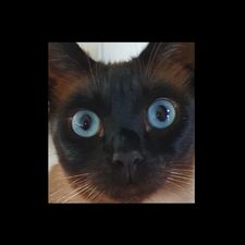 Profile image of Skandilove11