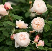 1 stk Stiel der Rose "SANT CECILIA" . 20 cm + Wurzel.